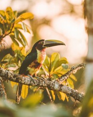 Fototapeta premium Exotic Toucan Bird Perched on a Tree Branch in a Tropical Rainforest Setting, Vibrant Wildlife for Nature Editorial and Environmental Education