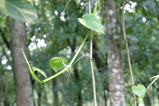 Vertical pothos line follows bark through bright park woodland. Climbing aroid column features marbled leaves and sturdy support. Ornamental vine rising upward against textured timber surface