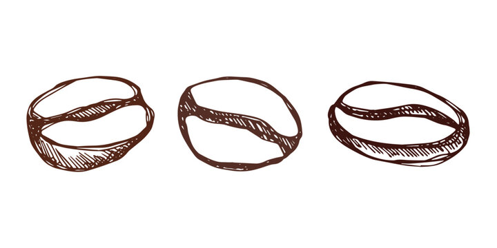 Set of hand drawn fresh roasted coffee bean Arabica robusta seed doodle Single element for design print packaging label decor
