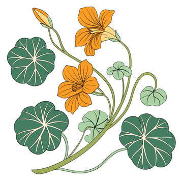 tropaeolum majus on white 