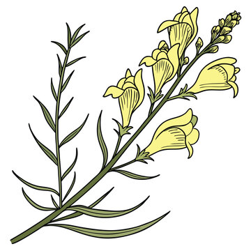 toadflax linaria vulgaris