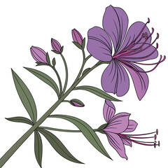 tibouchina granulosa on white © Mariam