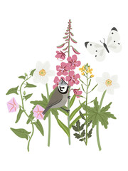 Naklejka premium spring flowers and bird, vector drawing wild plants, butterfly and European crested tit at white background, bellflower, bindweed, field pennycress and willowherb, hand drawn botanical illustration