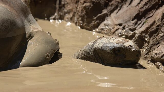 Aldabra Giant Tortoise Cooling Off in a Thick Mud Puddle