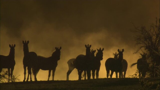 Silhouette zebra (subgenus Hippotigris) herd standing looking around wagging tails golden dust lighting