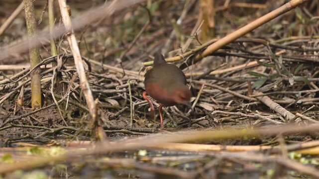 A shy Ruddy-breasted Crake emerges cautiously from the thick reeds to forage along the muddy edge of a Pakistani wetland.