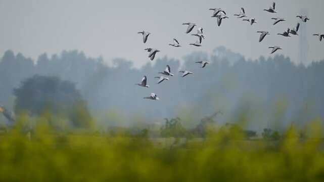 The raw, aesthetic harmony of nature and agriculture is showcased in this high-contrast observation of geese flying over a golden horizon.
