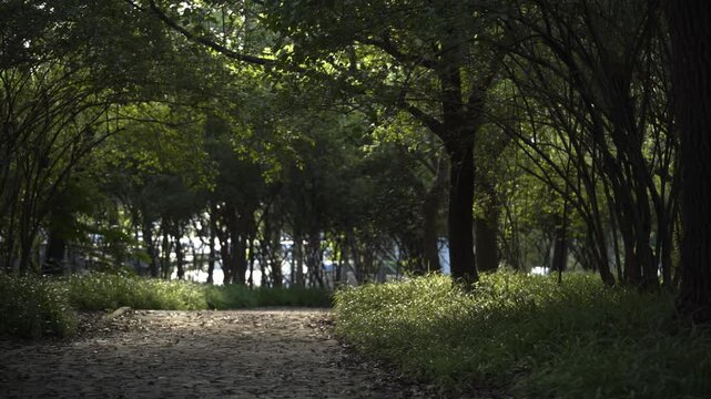 Peaceful nature walkway - tree tunnel with filtered sunlight on woodland path with grass
