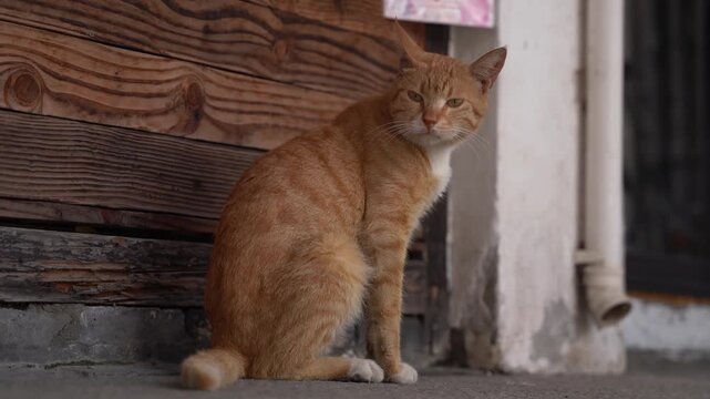 Close Up of an Orange Cat standing still in a corner