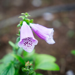 Close up of purple foxglove flowers with dark spots inside © _