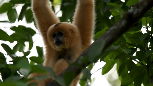 White Handed Lar Gibbon Hanging From Tree Branch in Singapore Zoo