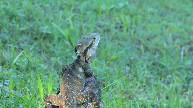 Australian Water Dragon Resting on a Rock in Grassy Field