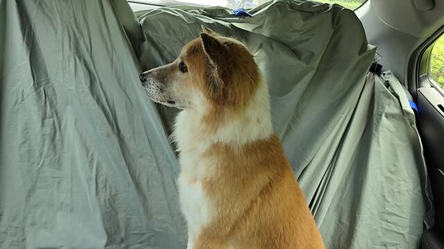 A Bangkaew dog sat anxiously waiting for its owner inside back of the car. At times, dog showed signs of fear of being alone. The car seat is covered with gray cloth to prevent hair from falling out
