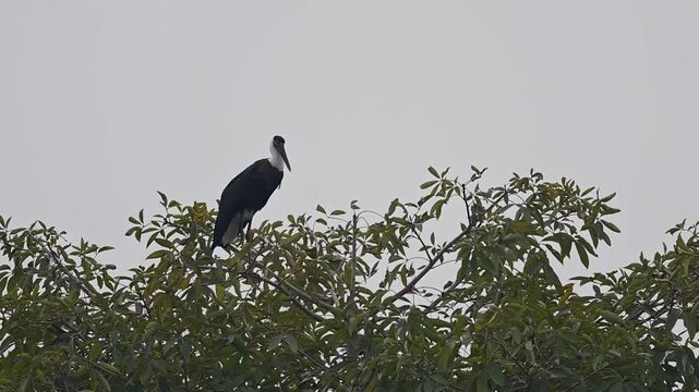 A large Woolly-necked Stork stands motionless on the highest branch of a tree, its distinct white woolly neck contrasting with its iridescent black plumage.