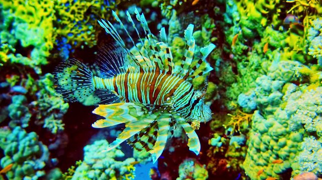 Lionfish floating in deep turquoise water, incredibly dense and colorful coral wall - firefish closeup