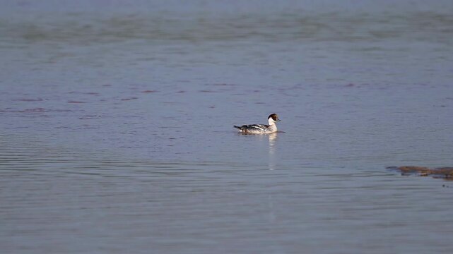 A rare and beautiful Female Smew wades through the crystal-clear shallows of a river, its brilliant white plumage standing out against the dark river stones.