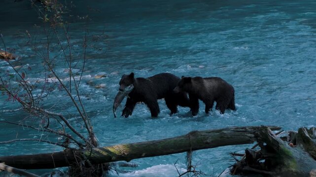 Grizzly momfish and her cub walking in tbe klite river just after catching a chinook salmon during the salmon run in toba inlet, british columbia, Canada