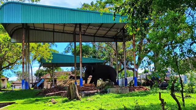 Elephants under a roof during the day in Koggala, Galle District, Southern Province, Sri Lanka