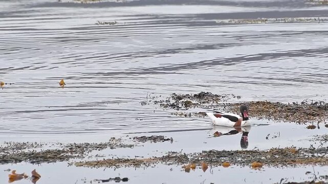 Adult Common Shelduck Tadorna tadorna foraging in Northern Norway lake