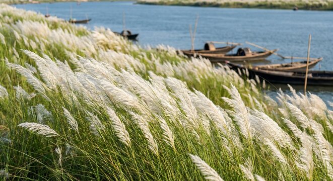 White Kans Grass Swaying Along River Bank