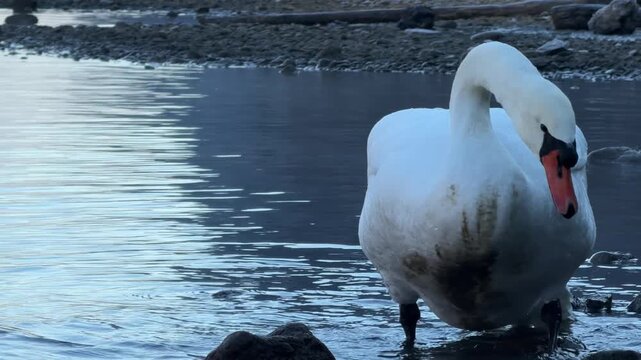 Mute swan Cygnus olor large white bird long curved neck and orange bill with a black knob