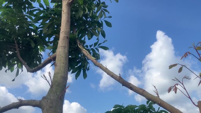 The Dendrelaphis pictus snake is watching its prey from a tree.