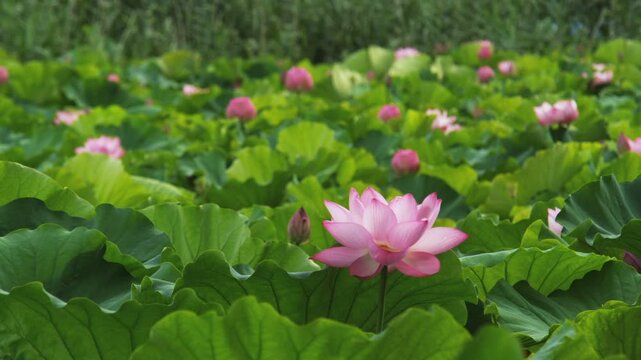 上野公園 不忍池の蓮の花