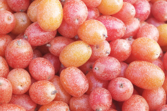 Many ripe silverberry as background, elaeagnus umbellatared	