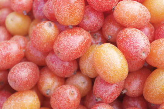 Many ripe silverberry as background, elaeagnus umbellatared	