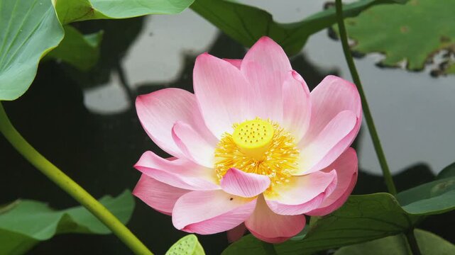 上野公園 不忍池の蓮の花