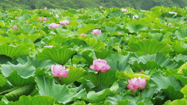 上野公園 不忍池の蓮の花