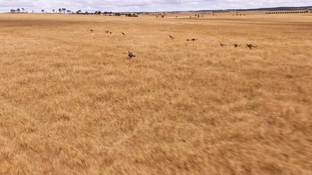 Drone above a field with kangaroo hopping as a mob with one large male jumping the fences as the others turn or stop with orange dry grass and blue sky_1