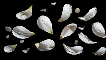 White Tulip Petals Floating in Air on Black Background