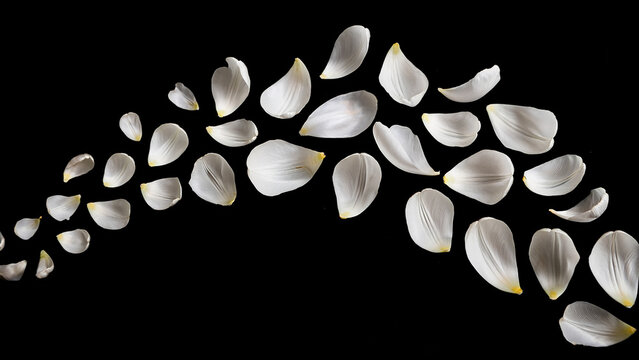 White Tulip Petals Floating in Air on Black Background