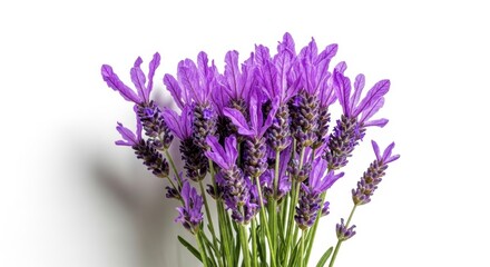 Obraz premium Vibrant purple lavender flowers with green stems, a beautiful aromatic plant for aromatherapy, essential oils, and natural beauty products isolated PNG with Transparent Background