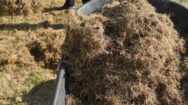Dry grass being tossed into garden cart close-up in slow motion. Spring garden work