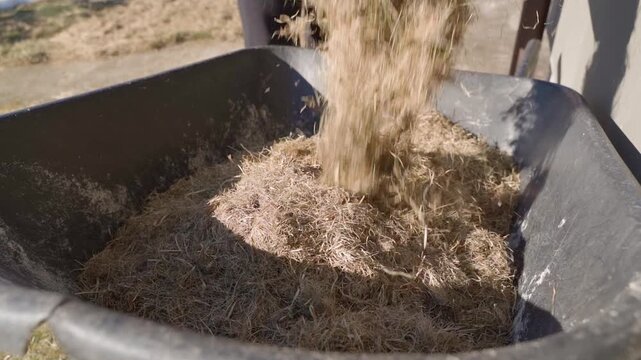 Dry grass being loaded into garden cart after lawn raking close-up in slow motion