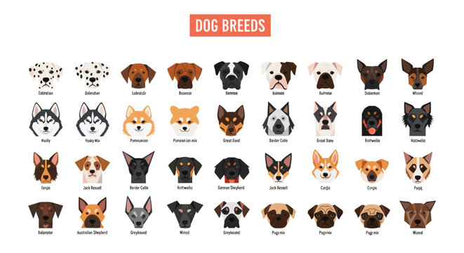 Modern flat dog breed icon set vector collection of popular pets and purebreds isolated on white