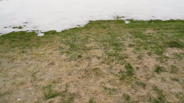 Yellowed and stale lawn grass after snow melting. Lawn problems in spring