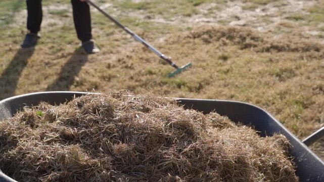 Garden cart full of dry grass close-up with gardener raking lawn in background. Removing dry dead grass from lawn