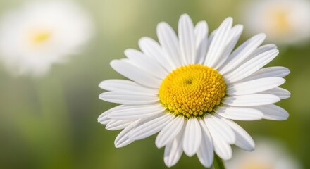 Naklejka premium Close-up of a vibrant white daisy flower with a bright yellow center, showcasing delicate petals and a soft green bokeh background, perfect for spring and nature-themed designs.