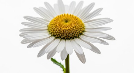 Naklejka premium Close-up of a vibrant white daisy flower with a bright yellow center on a clean white background