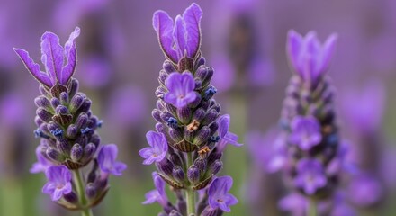 Fototapeta premium Close-up of vibrant purple lavender flowers blooming in a field, showcasing delicate petals and buds, ideal for natural beauty and aromatherapy themes