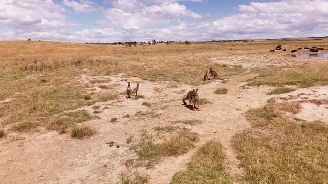 Drone flying above a small mob of kangaroo in New South Wales, Australia 