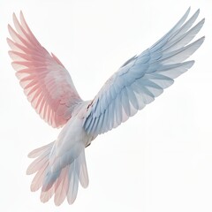 Fototapeta premium Pink and Blue Bird Wings Spread Wide in Flight, Isolated on White Background