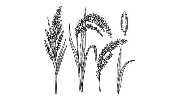 Vintage engraving rice plant illustration set with detailed stalks and grain panicles in classic black and white style
