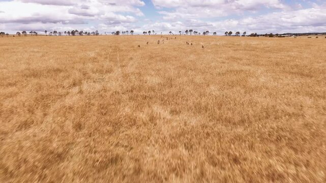 Drone flying low across a field behind a mob of kangaroo in New South Wales, AU