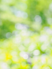 Obraz premium 雨上がりのアジサイ畑で水滴が輝く爽やかな風景。木漏れ日の光でボケた景色。ぼんやりした花畑のイメージ。幻想的な風景。