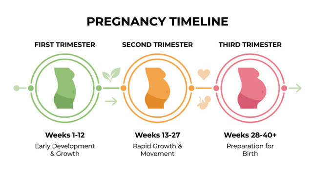 Pregnancy timeline infographic showing three trimesters with fetal development stages on a clean layout. Prenatal education, maternal health tracking and medical information concept vector illustratio