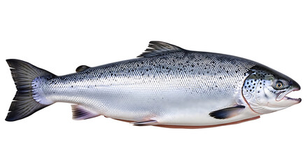 Obraz premium Whole Atlantic Salmon Fish Isolated on White Background 1